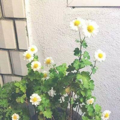 仙侠之巅破解版下载